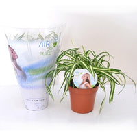 Chlorophytum comosum atlantic - Grünlilie Atlantic in weißem Blumentopf - Zimmerpflanzen mit Übertopf
