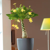 Hawaii-Palme im weißen ELHO-Übertopf - Bakker