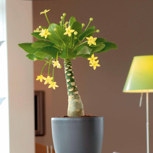 Hawaii-Palme im weißen ELHO-Übertopf - Bakker