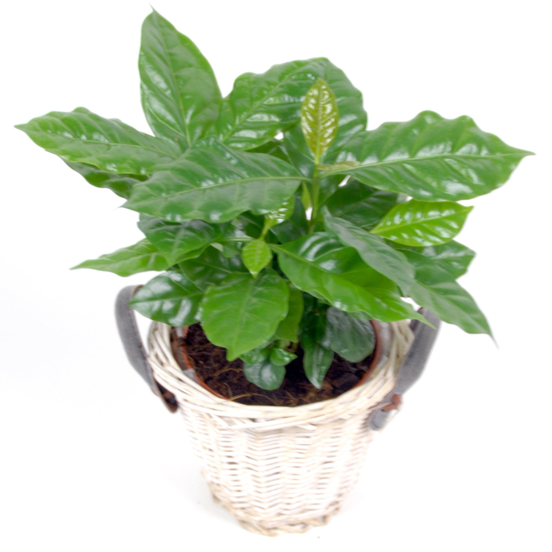Kaffeepflanze in weißem Blumentopf - Coffea arabica - Bakker