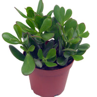 Geldbaum in weißem Blumentopf - Bakker