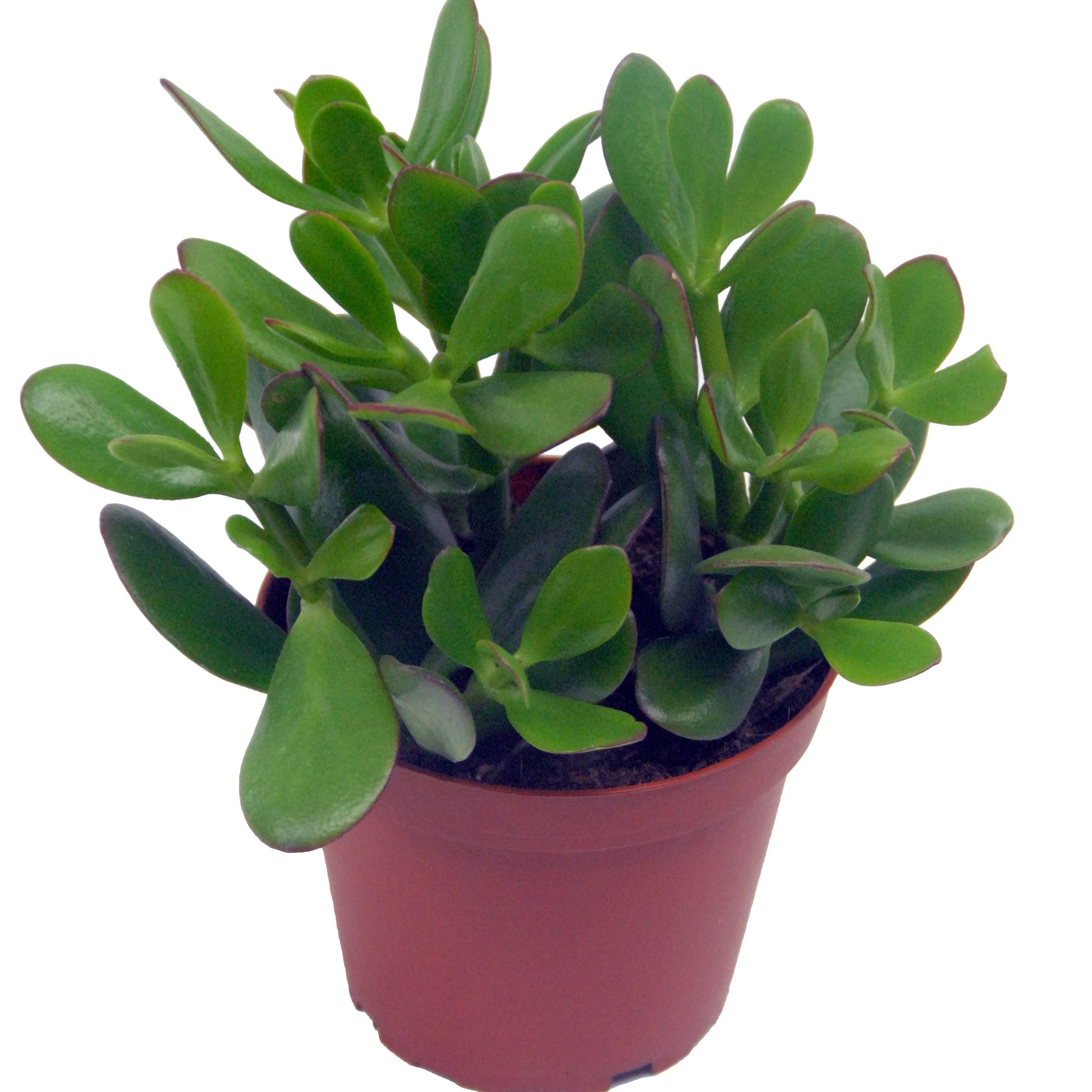 Geldbaum in weißem Blumentopf - Bakker