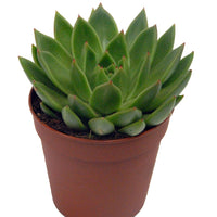 Echeveria agavoides im weißen Übertopf ELHO - Echeveria agavoides - Bakker