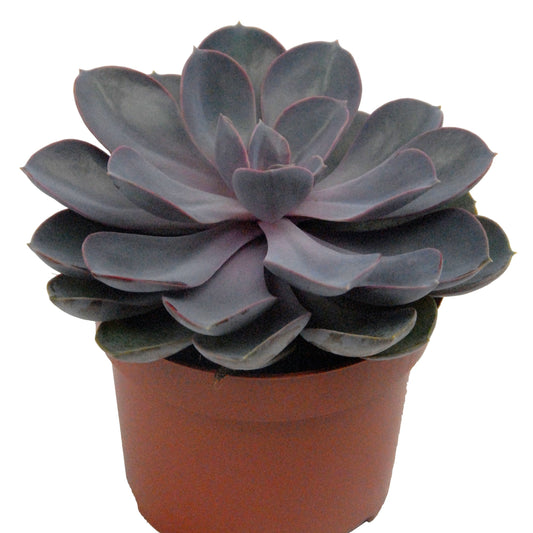 Echeverie Pearl van Nuernberg in weißem Blumentopf - Bakker