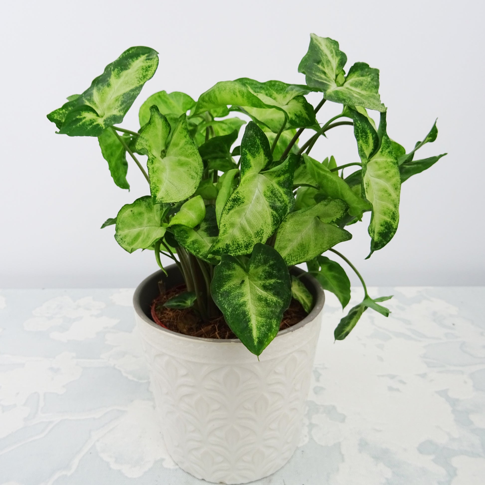 Purpurtute in weißem Blumentopf - Syngonium pixie - Bakker