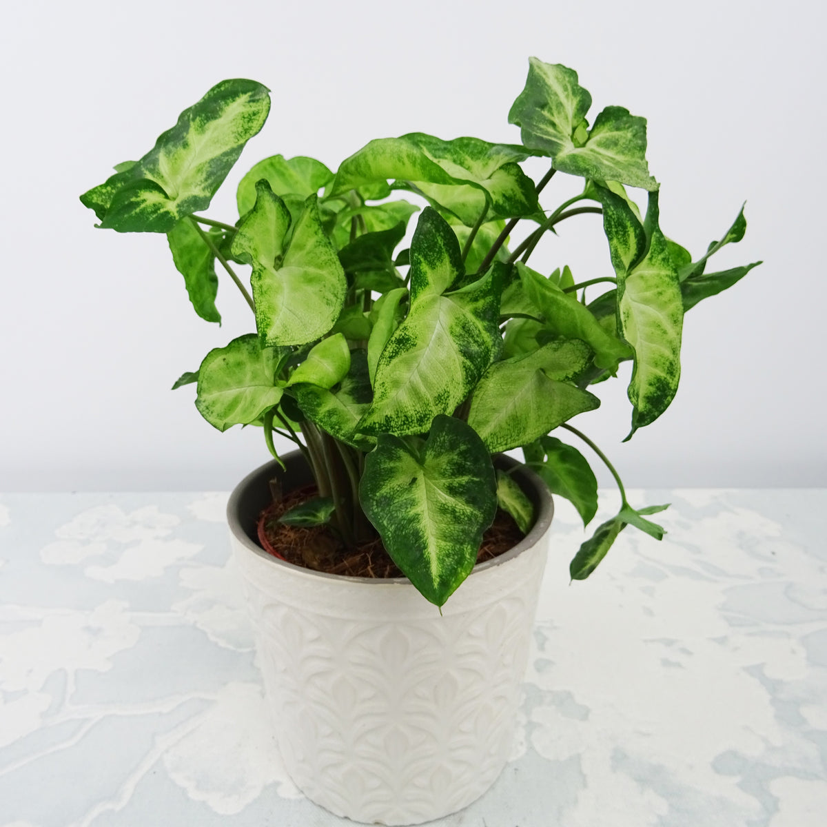 Purpurtute in weißem Blumentopf - Syngonium pixie - Bakker