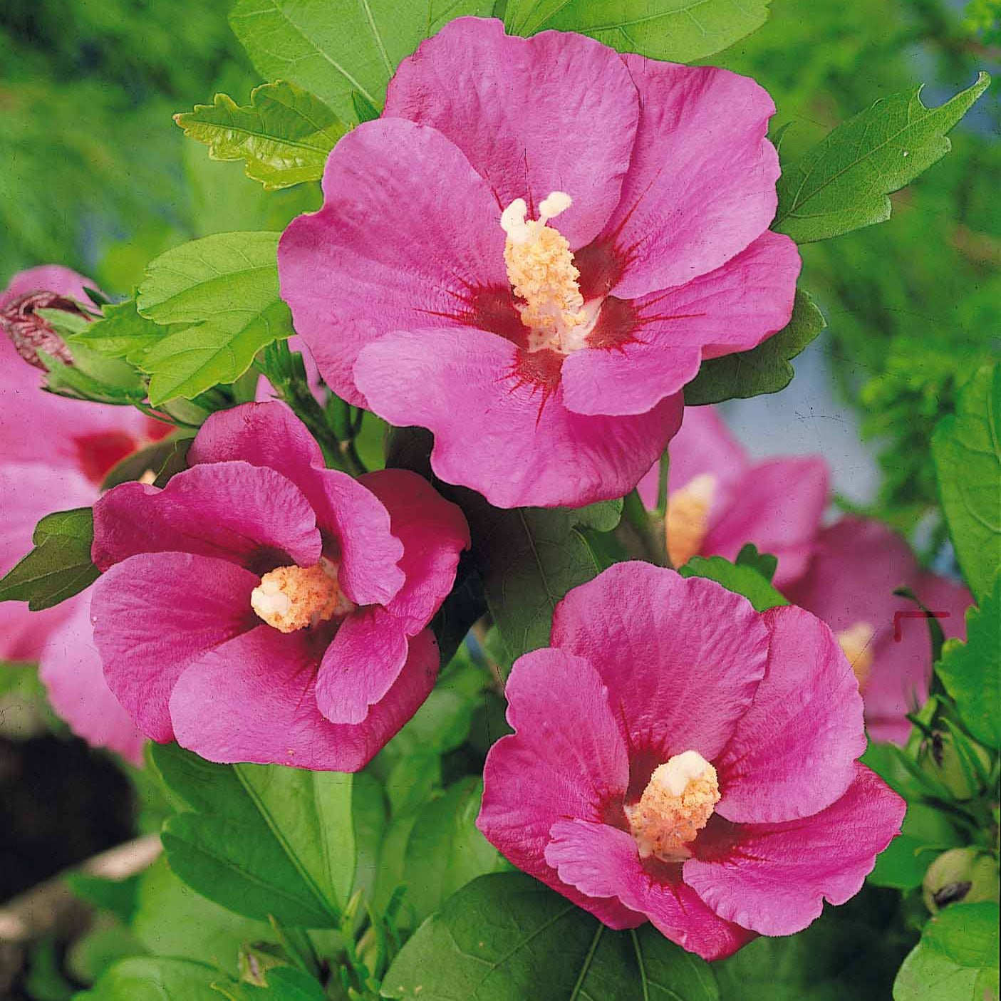 Hibiskus-Stämmchen - Hibiscus syriacus - Bakker