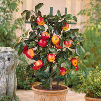Mini Apfelbaum Gala - Bakker