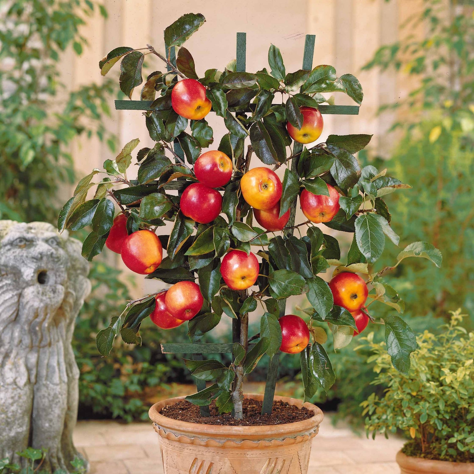 Mini Apfelbaum Gala - Bakker