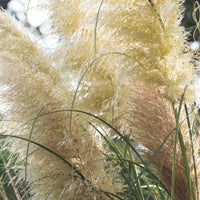 Weißes Pampasgras 'Monstrosa' - Cortaderia selloana monstruosa - Bakker