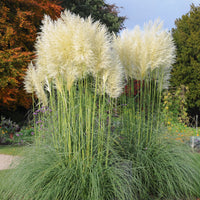 Cortaderia selloana monstruosa - Weißes Pampasgras 'Monstrosa' - Pampasgras - Cortaderia
