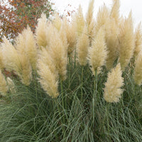 Pampasgras - Cortaderia - Weißes Pampasgras 'Monstrosa' - Cortaderia selloana monstruosa