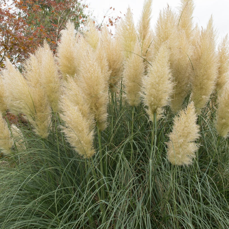Pampasgras - Cortaderia - Weißes Pampasgras 'Monstrosa' - Cortaderia selloana monstruosa