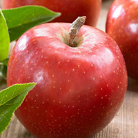 Malus domestica jonagold - Apfelbaum ‘Jonagold’ - Apfelbäume