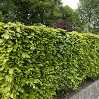 Hainbuchen und Hornbäume - Rotbuche - Fagus sylvatica