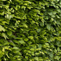 Rotbuche - Fagus sylvatica - Bakker