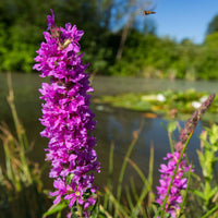 Lythrum salicaria - Blutweiderich - Alle Teichpflanzen