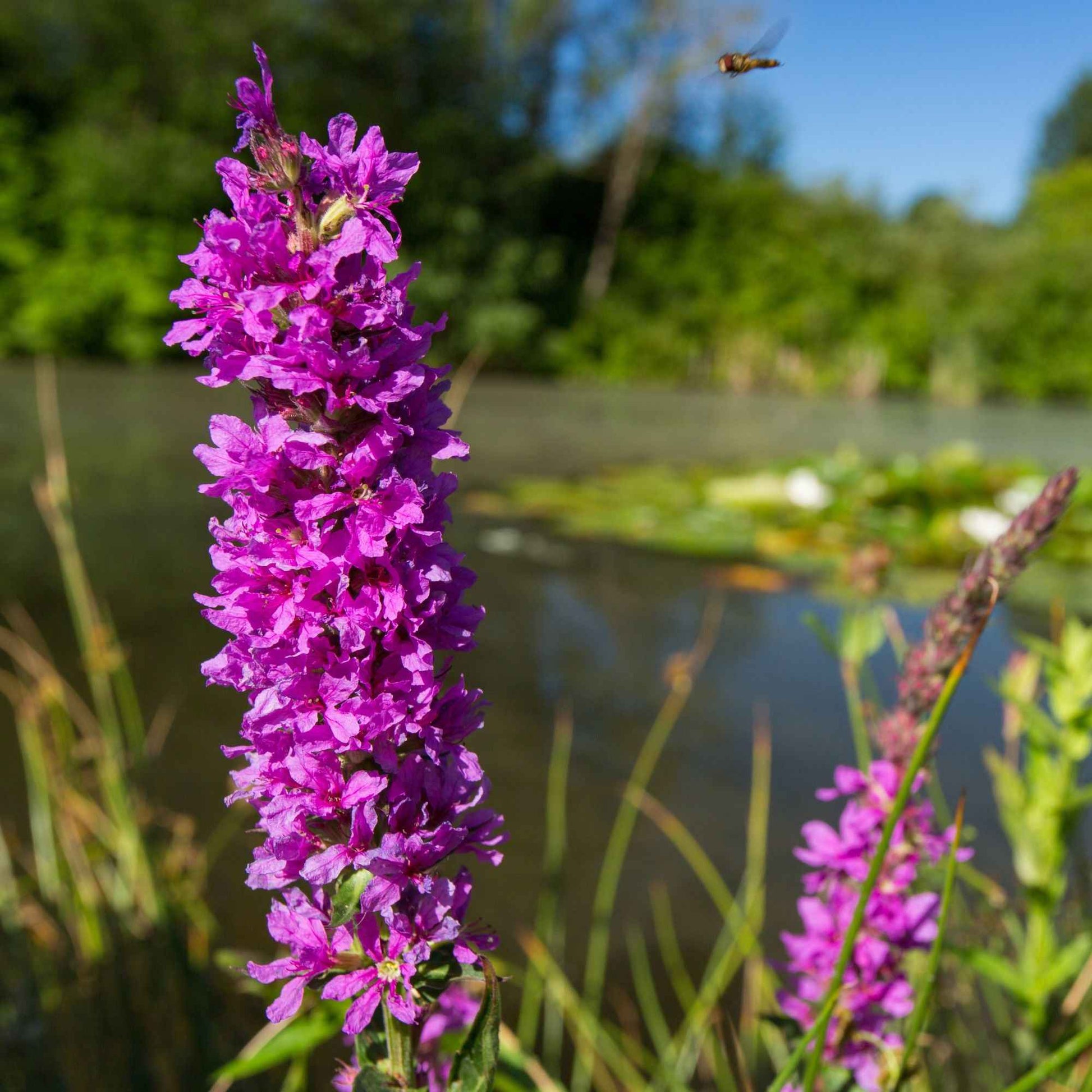 Lythrum salicaria - Blutweiderich - Alle Teichpflanzen