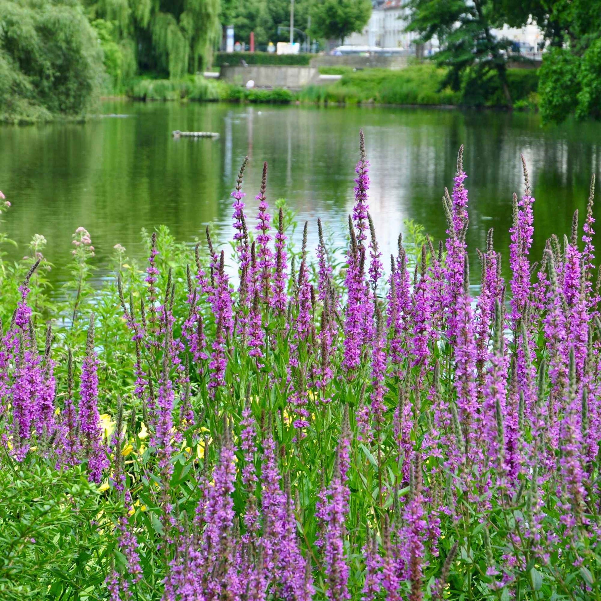Blutweiderich - Lythrum salicaria - Bakker