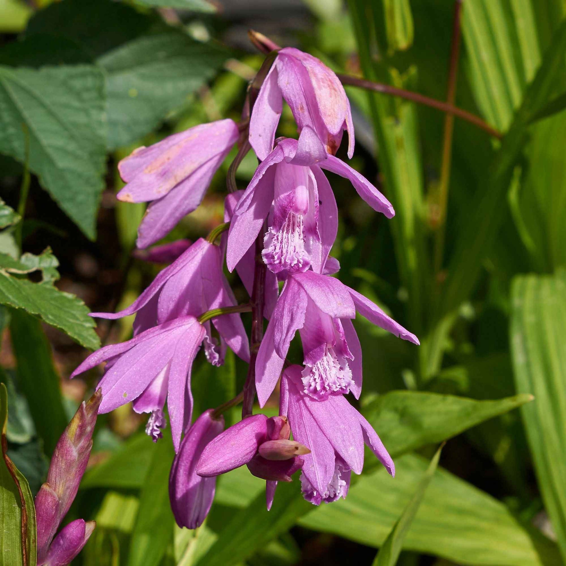 Verkauf Bletilla (Hyazinthen-Orchidee)