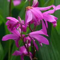 Verkauf Bletilla (Hyazinthen-Orchidee) - Bletilla striata