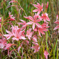 Kaffernlilie ‘Mrs Hegarty’ - Bakker