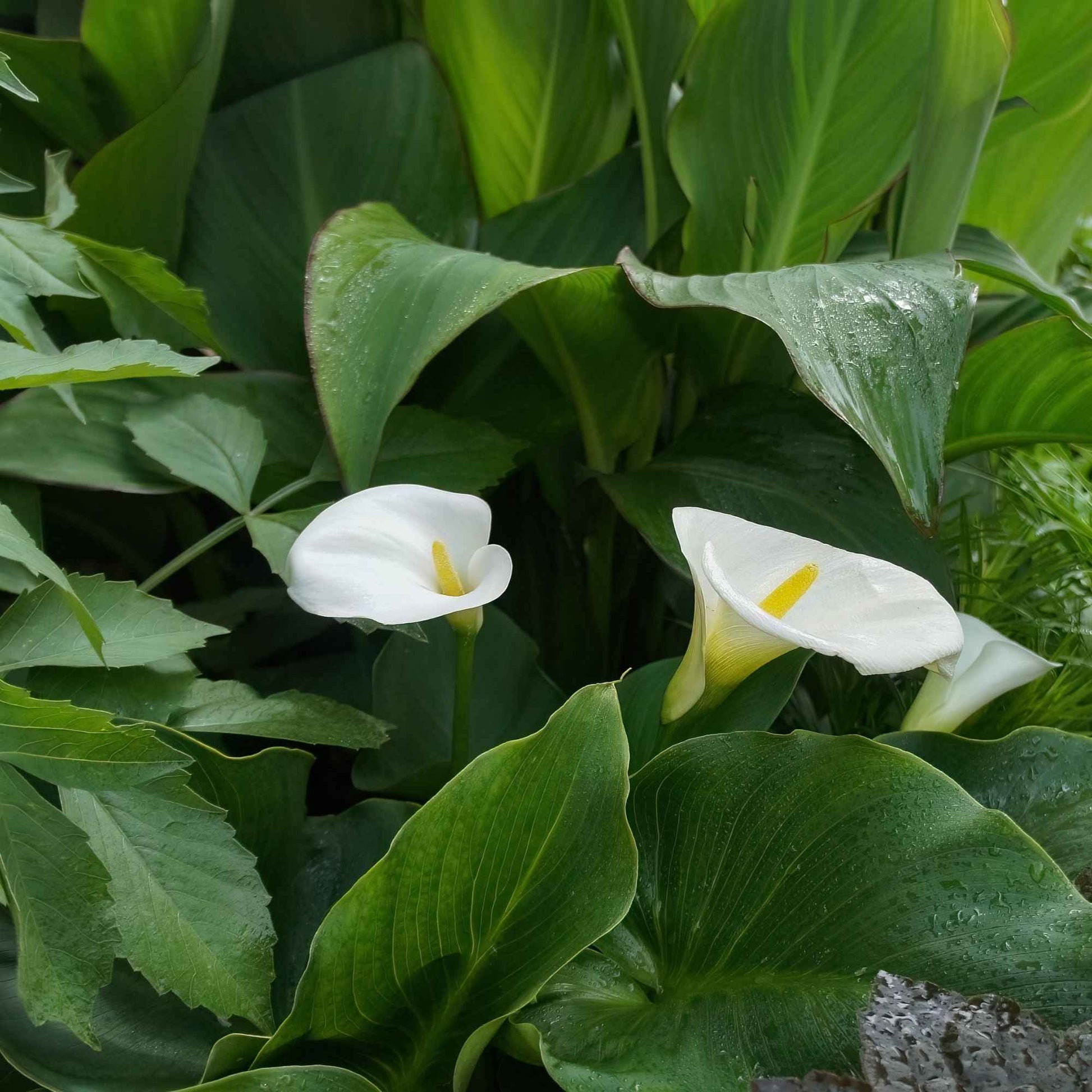 Verkauf Calla weiß - Zantedeschia aethiopica