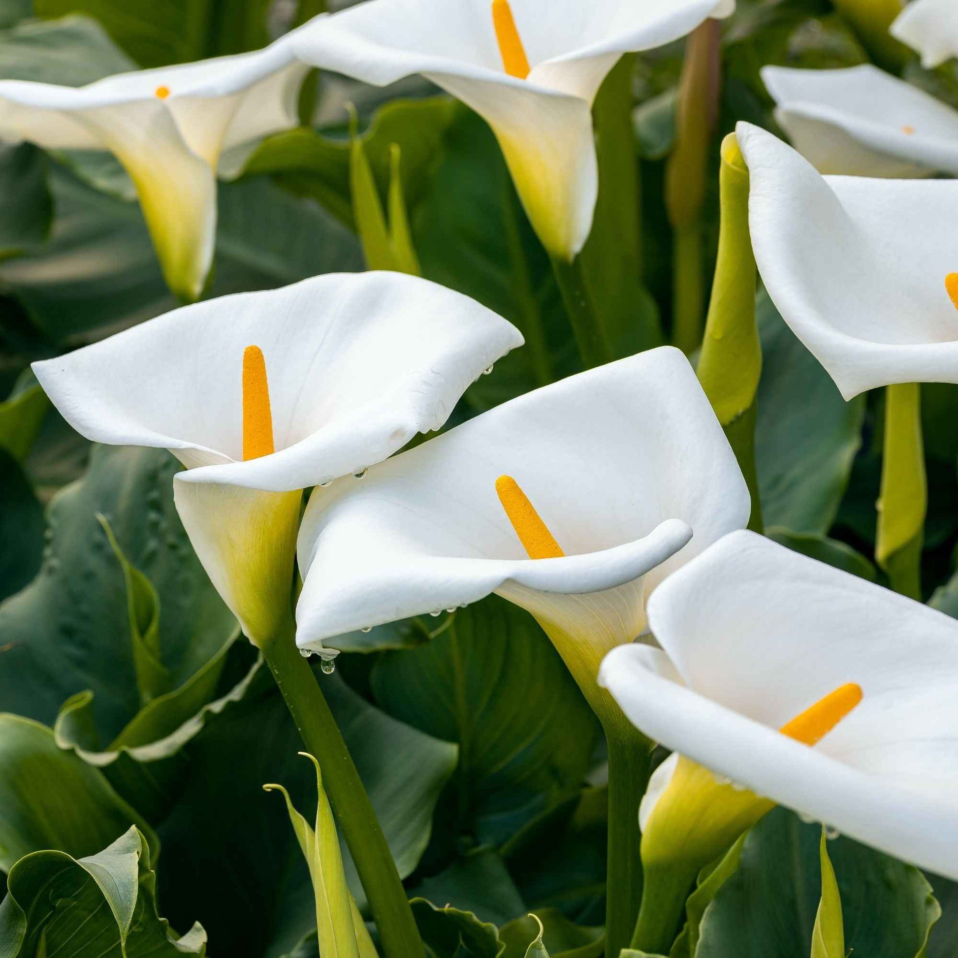 Alle Teichpflanzen - Calla weiß - Zantedeschia aethiopica
