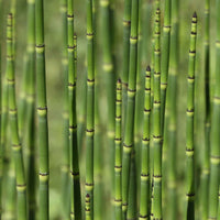 Japanischer Schachtelhalm - Equisetum japonicum - Bakker