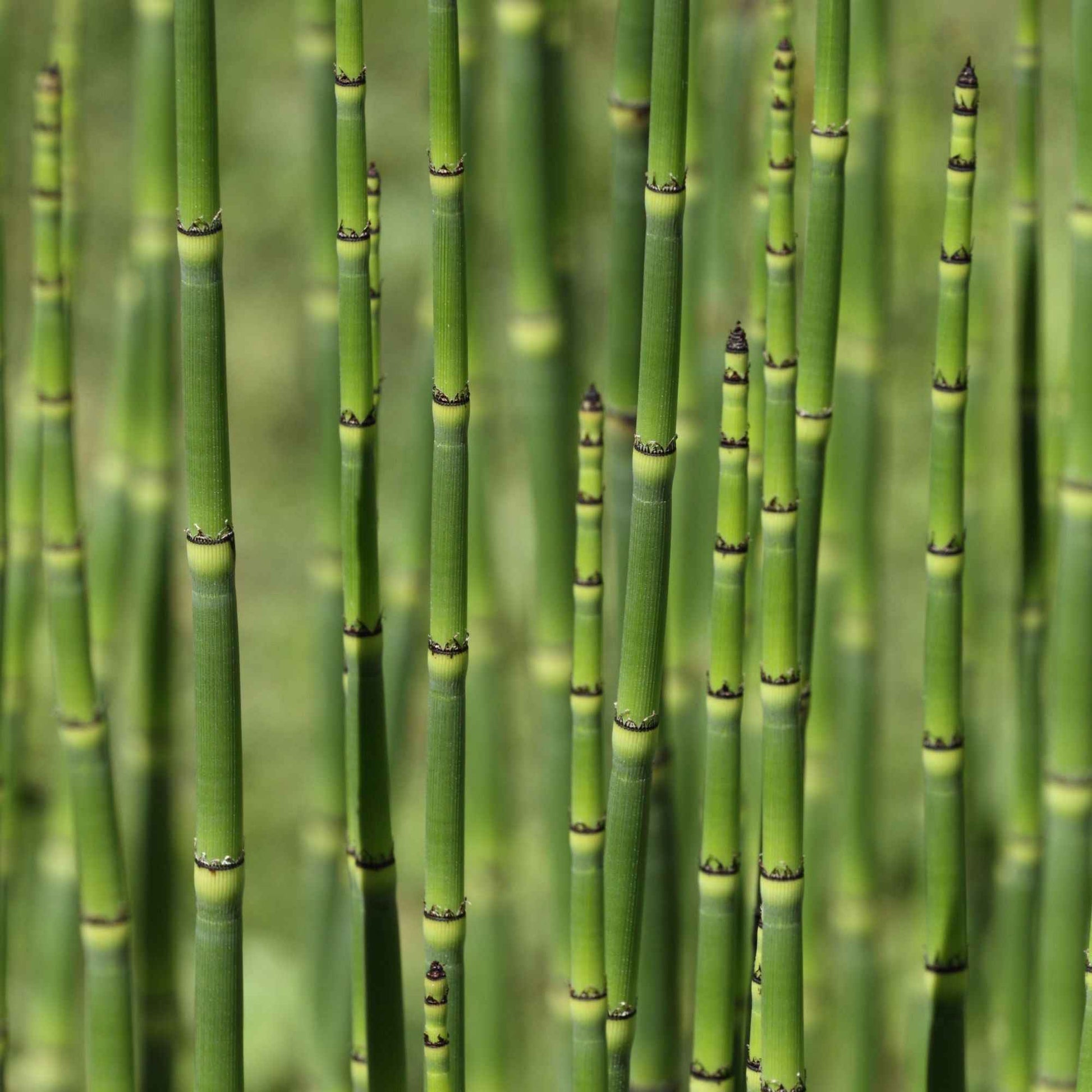 Japanischer Schachtelhalm - Equisetum japonicum - Bakker