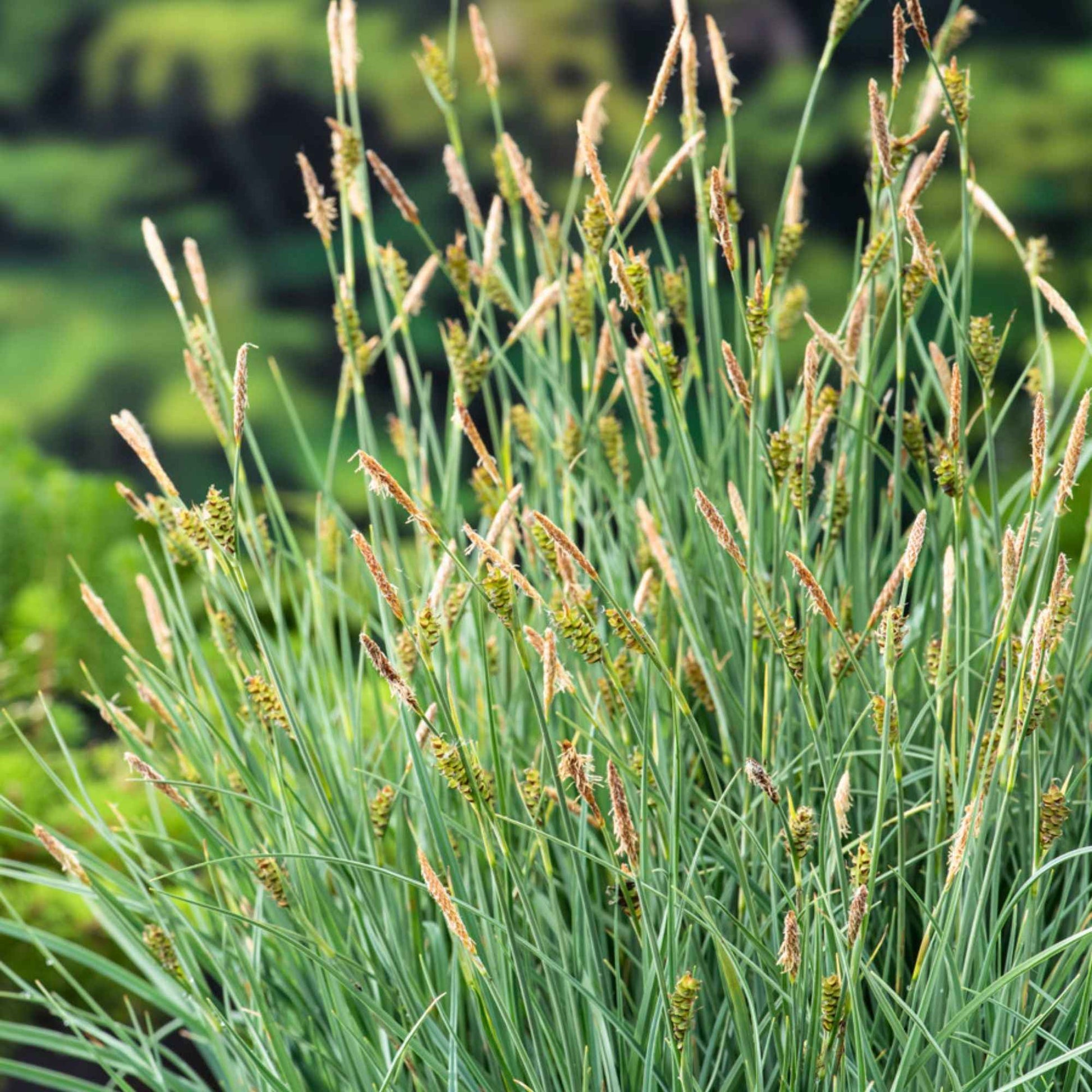 Hirsen-Segge - Carex panicea - Bakker