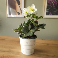 Zimmerpflanzen - Christrose 'Christmas Carol' und sein Weihnachtstopf - Helleborus niger Christmas Carol