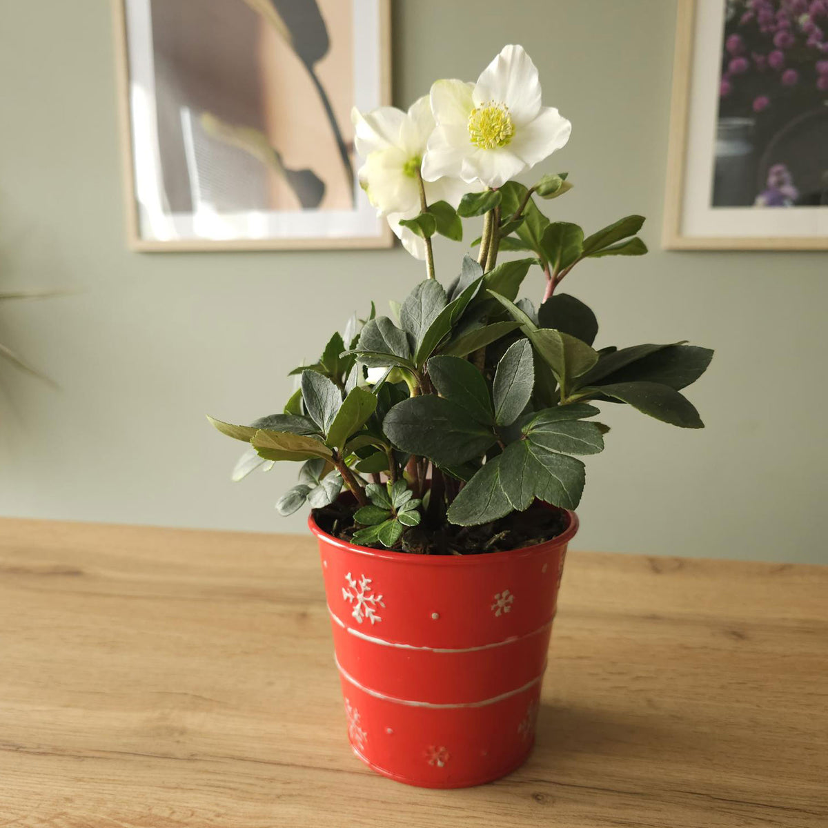 Helleborus niger Christmas Carol - Christrose 'Christmas Carol' und sein Weihnachtstopf - Zimmerpflanzen