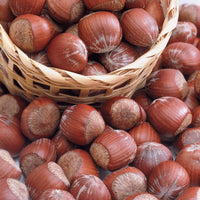 Haselnuss Rotblättrige Zellernuss - Bakker