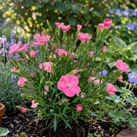 Nelke Peach Party - Dianthus caryophyllus - Bakker