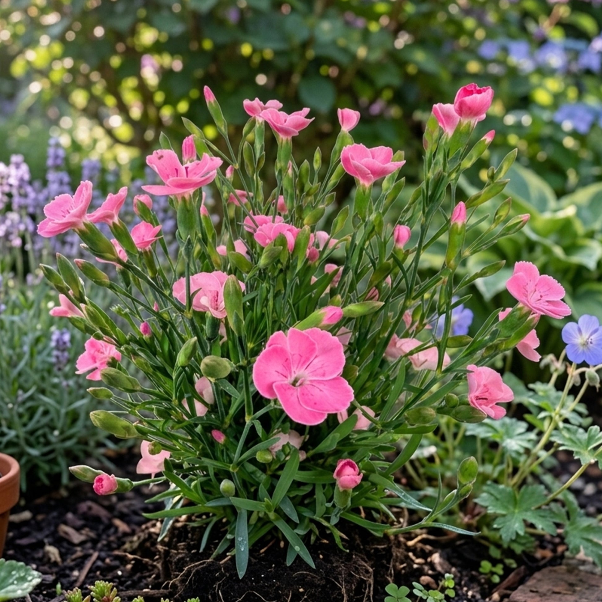 Nelke Peach Party - Dianthus caryophyllus - Bakker