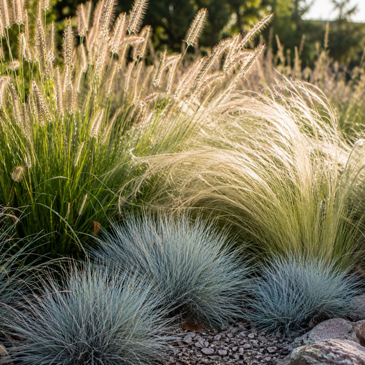 3 Ziergräser für trockenen Boden - Pennisetum alopecuroides,Stipa tenuissima ,Festuca glauca - Bakker