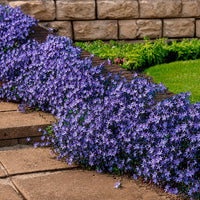 Blühende Stauden - 4 Bodendecker für Mauern - Campanula poscharskyana, Sedum acre