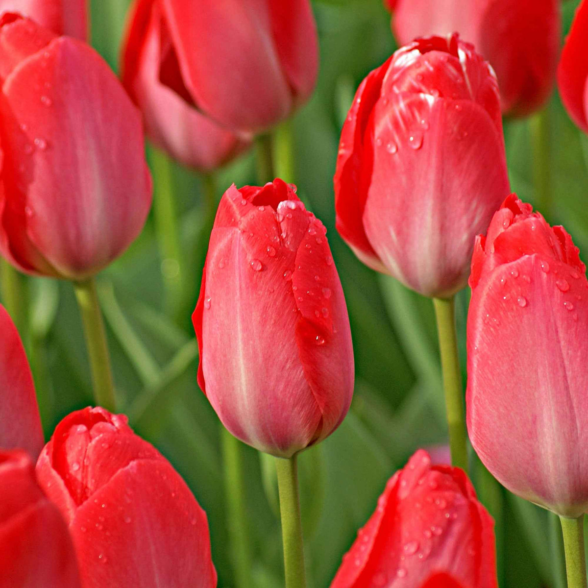 Tulpen-Zwiebeln - Tulpe Van Eijk & Narzisse Bridal Crown - Tulipa Van Eijk, Narcissus Bridal Crown