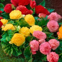 Begonia multiflora non stop - Begonie Mischung 'Non Stop' (x6) - Begonien-Zwiebeln