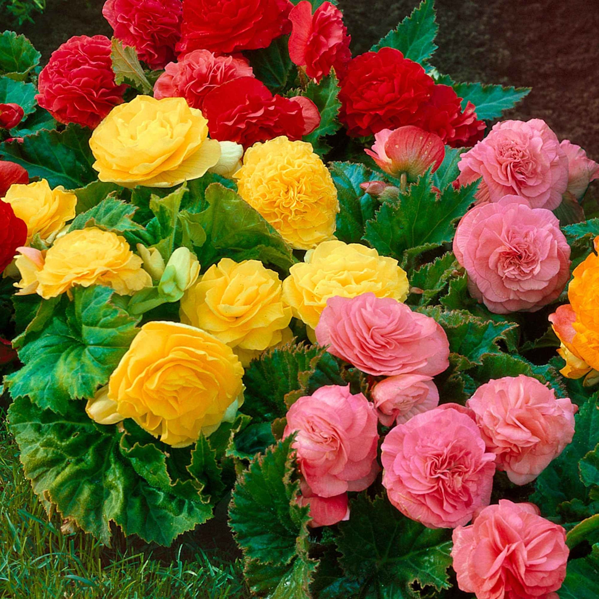 Begonia multiflora non stop - Begonie Mischung 'Non Stop' (x6) - Begonien-Zwiebeln