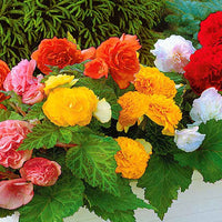 Begonie Mischung 'Non Stop' (x6) - Begonia multiflora non stop - Bakker