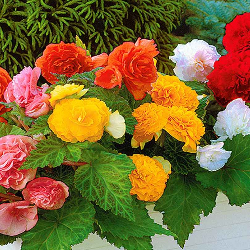 Begonie Mischung 'Non Stop' (x6) - Begonia multiflora non stop - Bakker