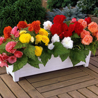 Begonien-Zwiebeln - Begonie Mischung 'Non Stop' (x6) - Begonia multiflora non stop
