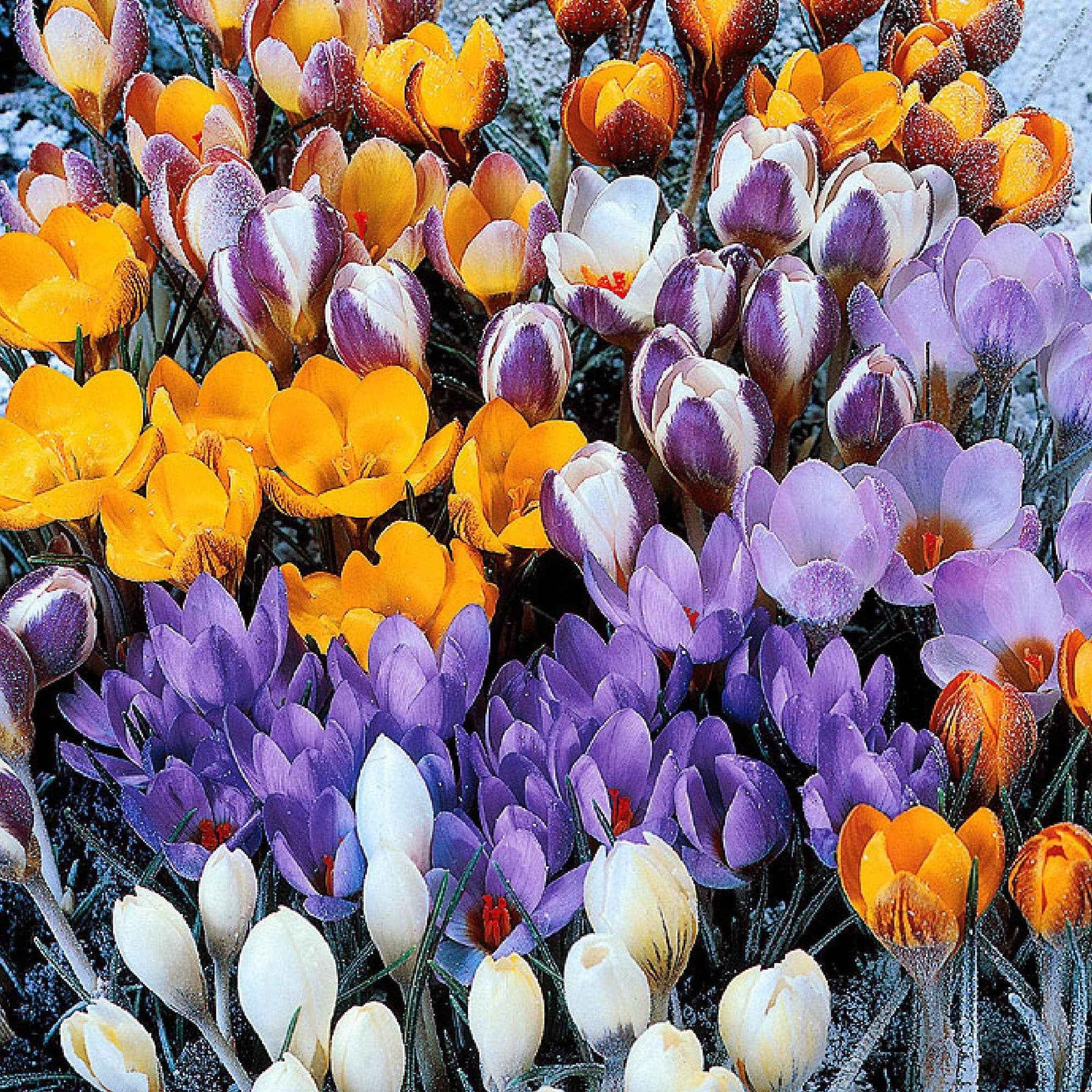 Botanische Krokusse Mischung (x50) - Bakker