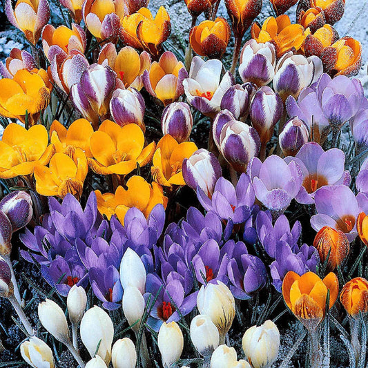 Botanische Krokusse Mischung (x50) - Bakker