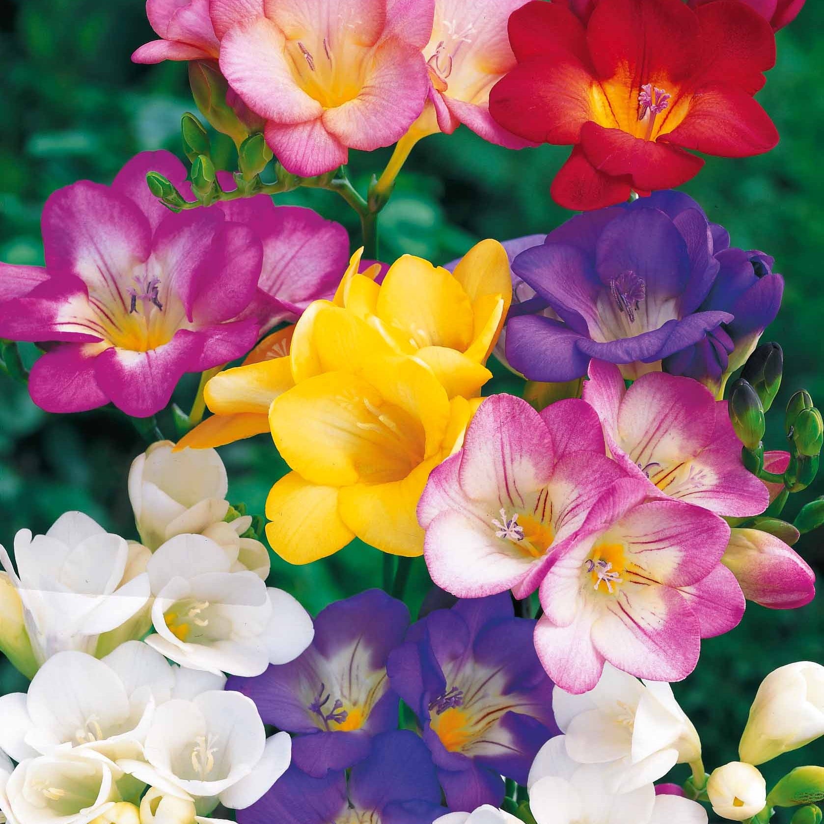 Freesien Mischung (x25) - Freesia - Bakker