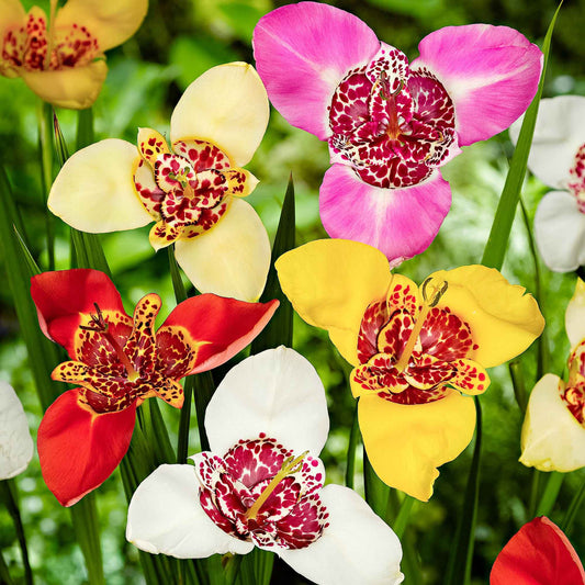 Tigerblume Mischung - Bakker