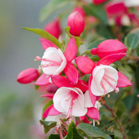 Fuchsie 'Lady Thumb' - Fuchsia lady thumb - Bakker