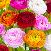 Ranunculus asiaticus - Ranunkel Mischung - Ranunkeln-Zwiebeln